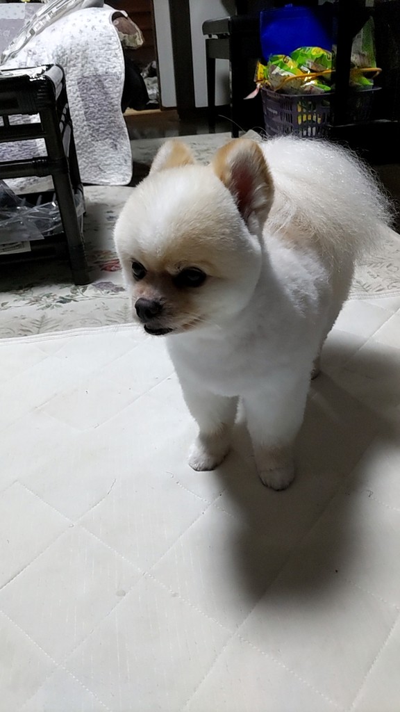 caz