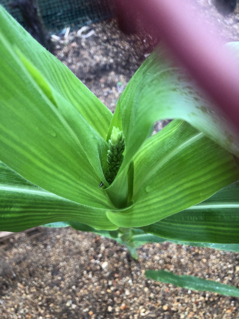 ガブリエルママ