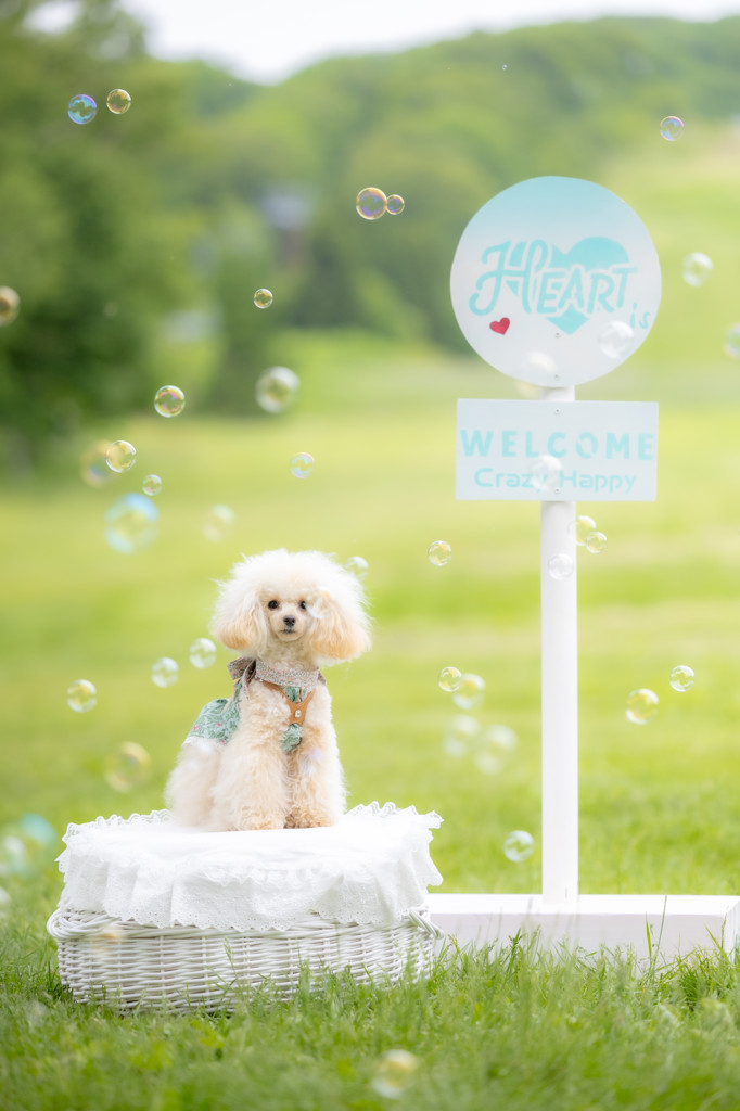 【専用！】アクティブデイジートップス　L ワイン色と黒２枚合わせ！ SUKALA】アクティブデイジートップス(XS・S・M・Lサイズ ライト