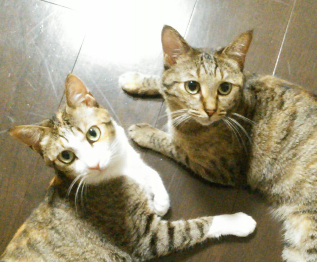 みんみん