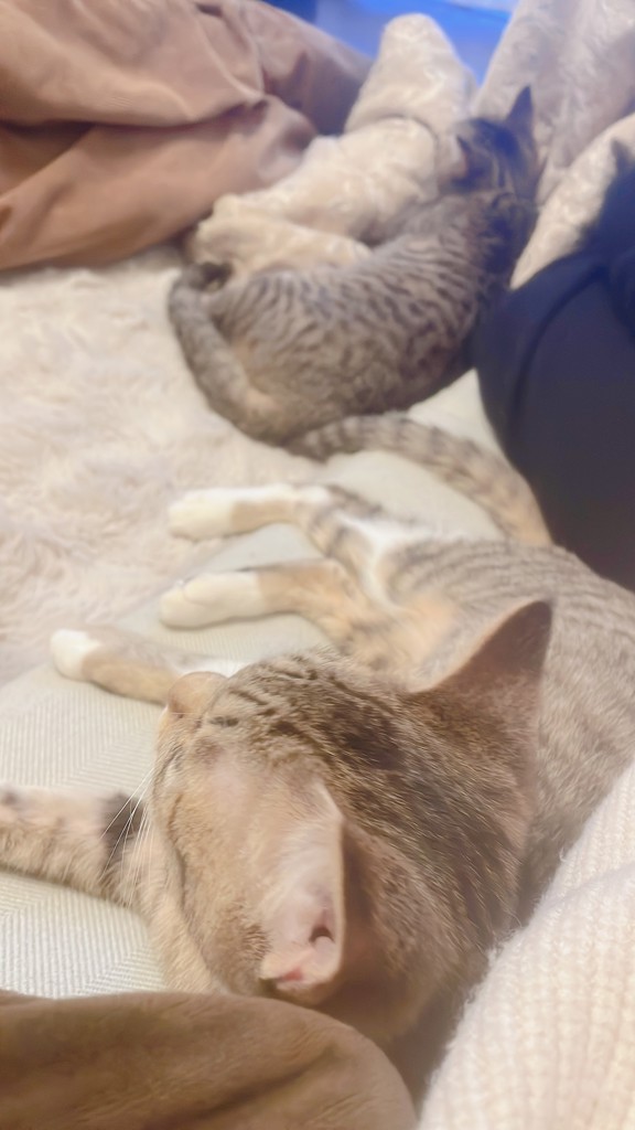 あおい