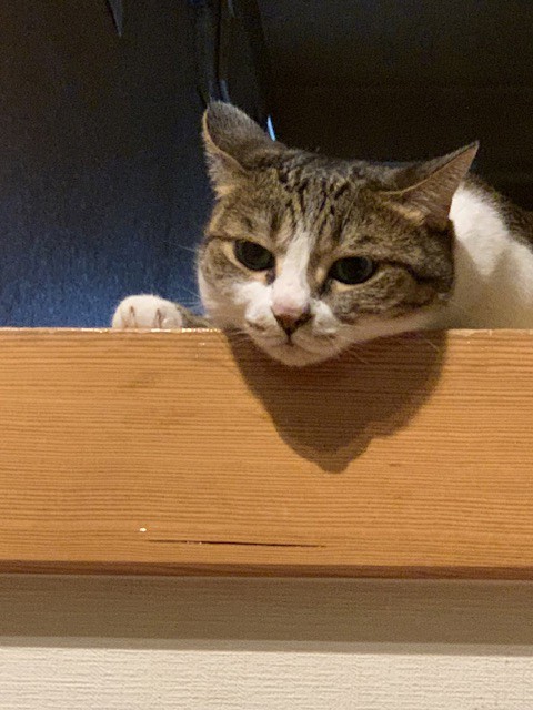 ももこ