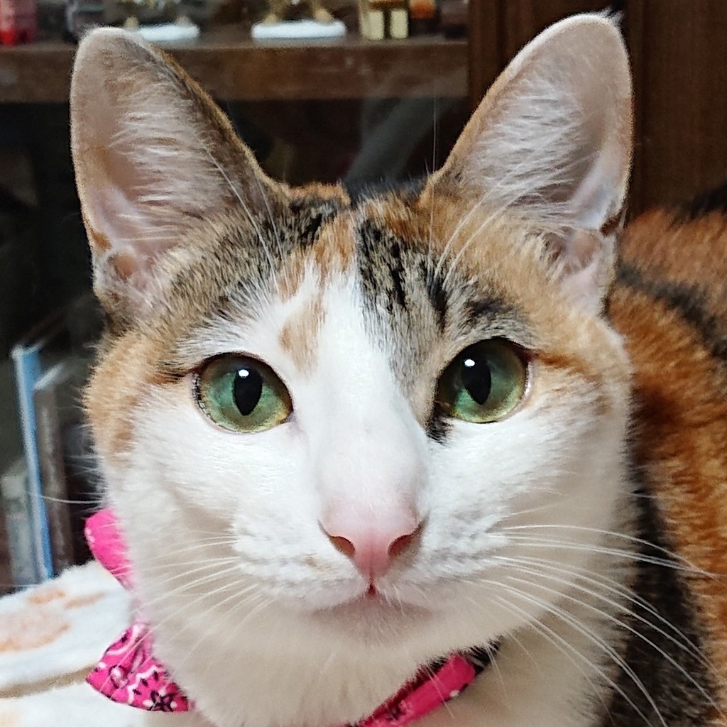 みゆママ