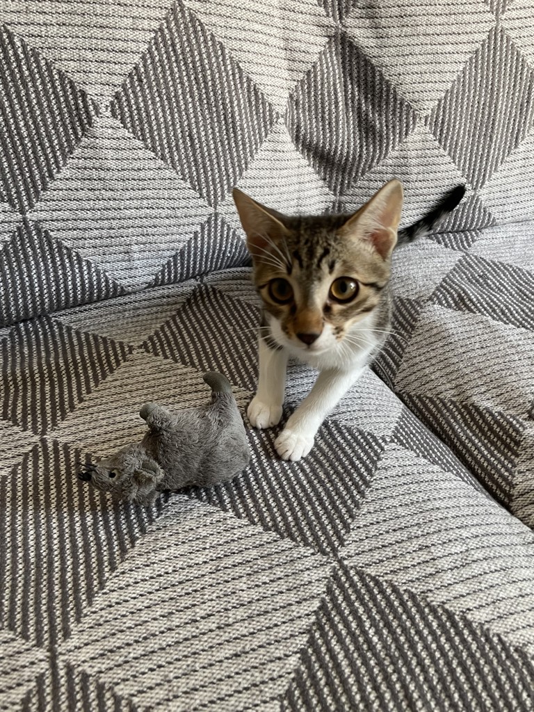 ラブラリープリティーキャッツ ハンカチ(ペールアプリコット
