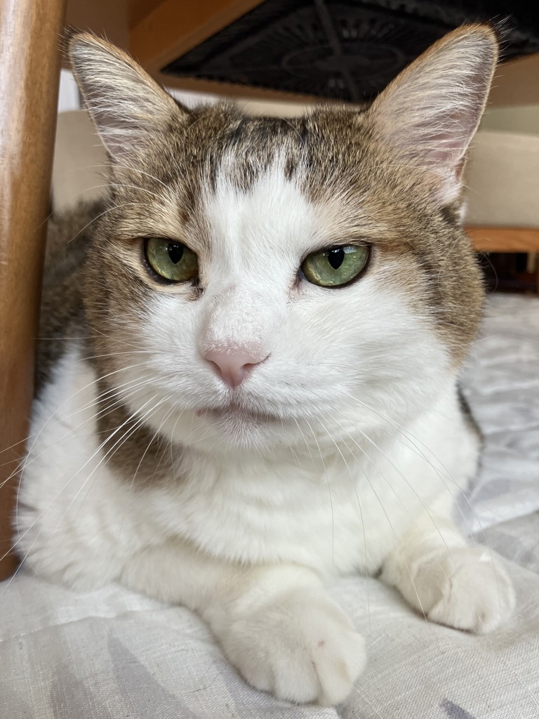 こむぎねこ