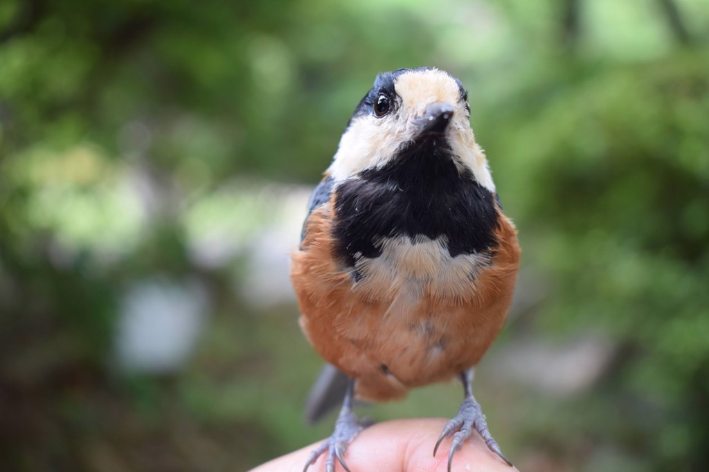 pajarito