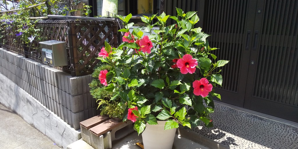 菜穂