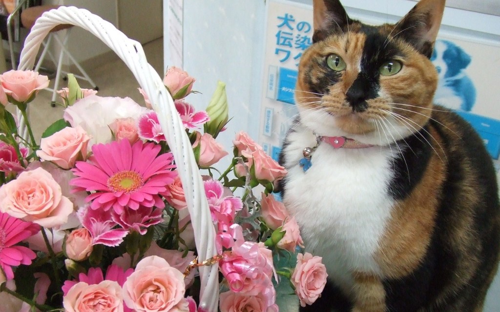 院ちゃん