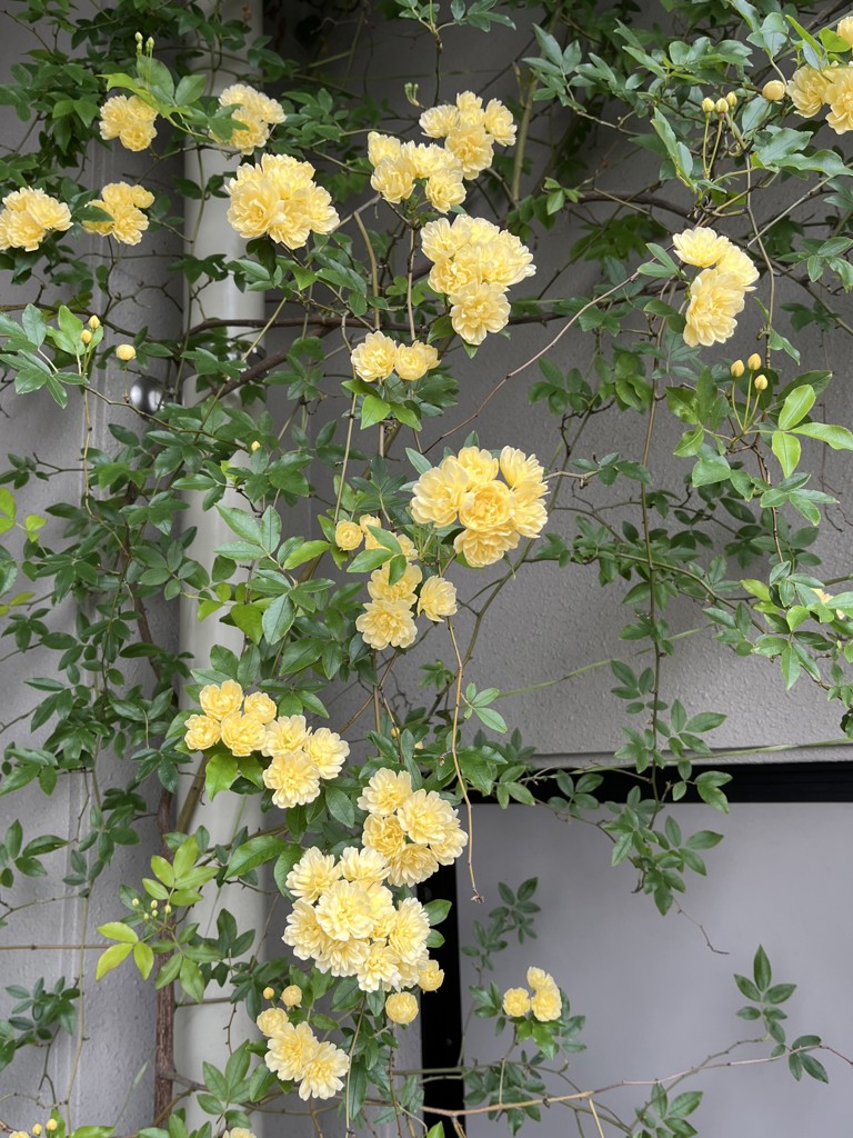 ぴぴ