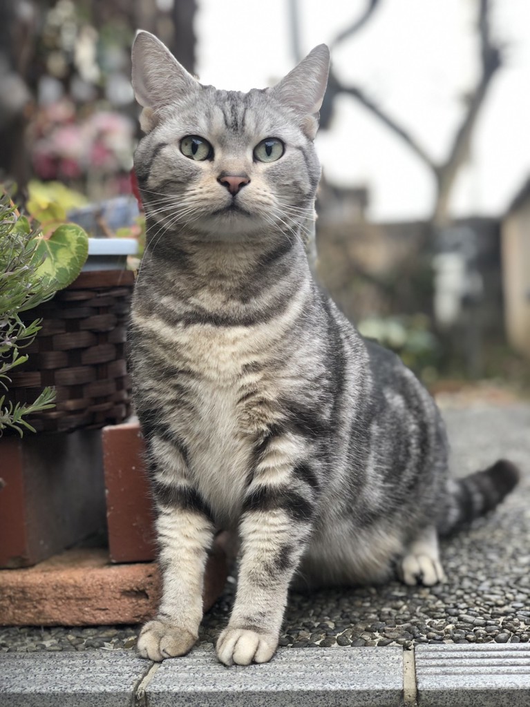 チロちゃんの母