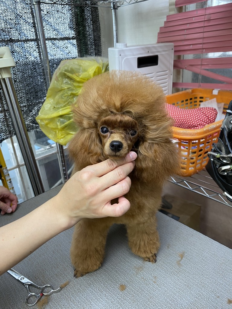 あしたも走ろっ｡ 160g: 500｜業務用トリミング用品通販ショップ