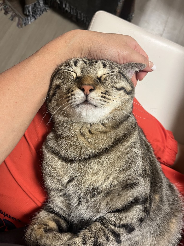 みーとら