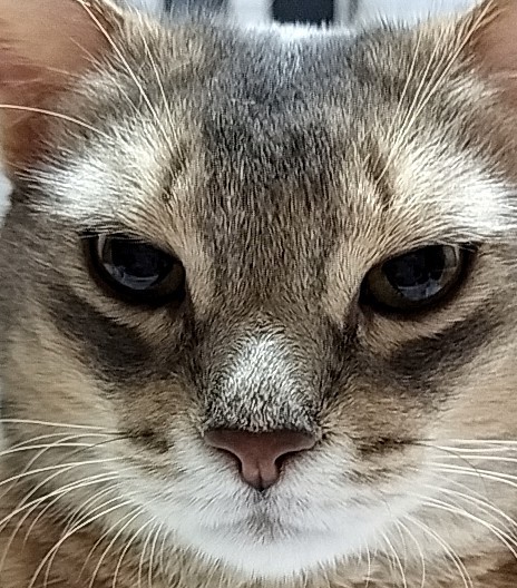 さすけ