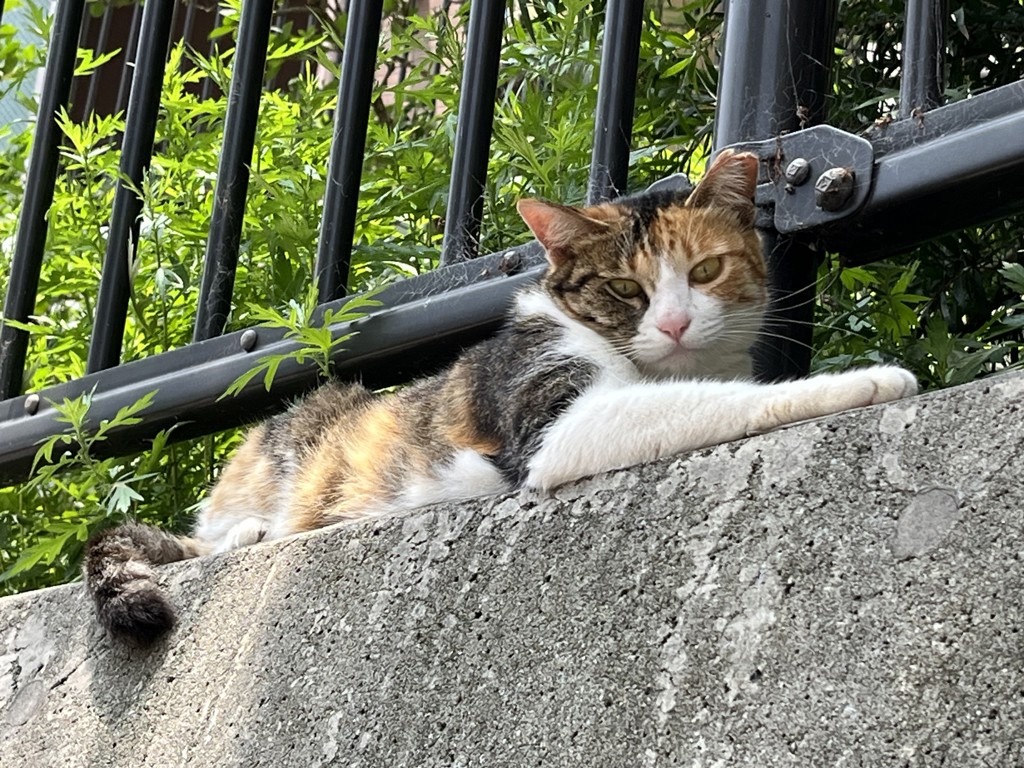 りょうちゃん