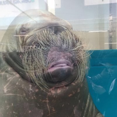 トドさん