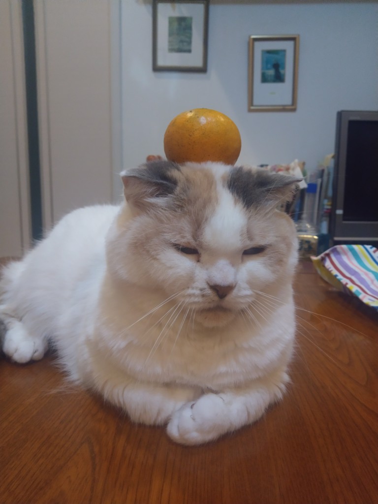 minmi cat 