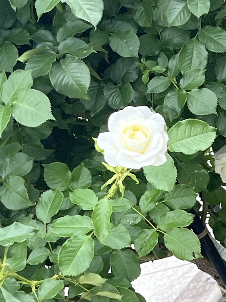みかりん