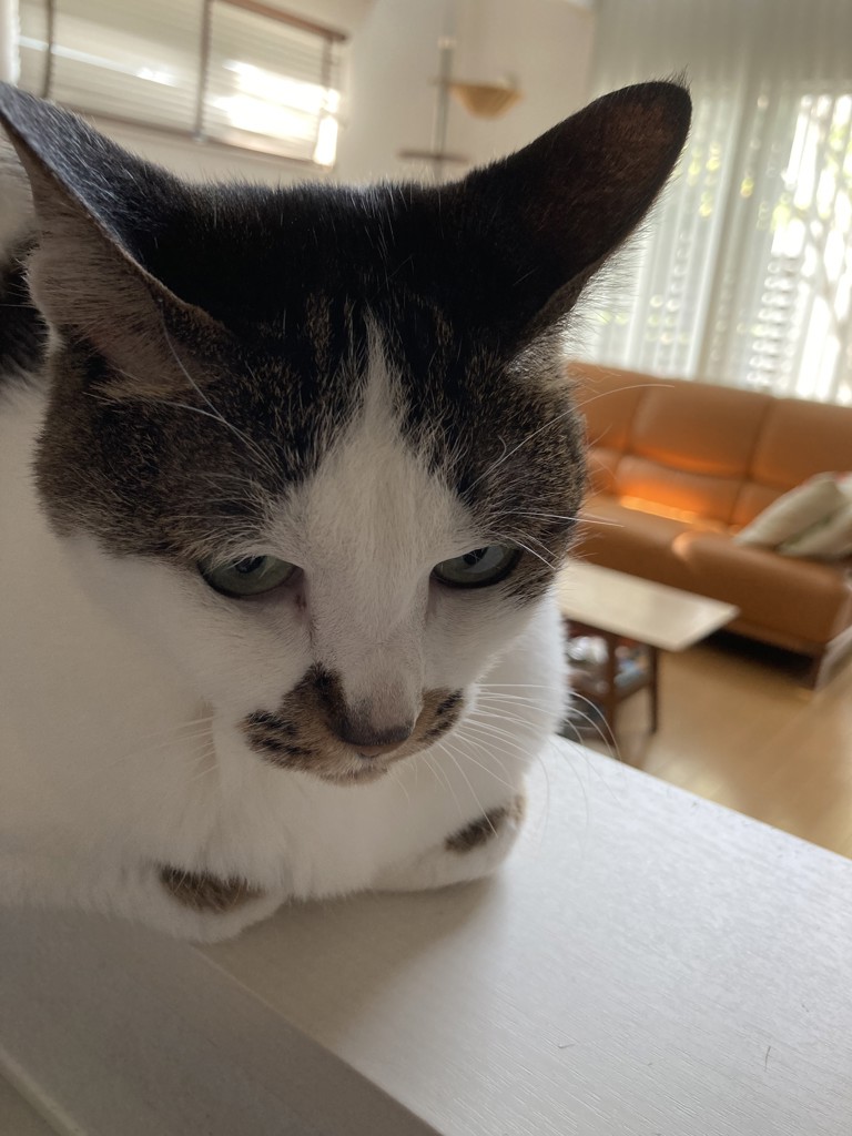 じゃが_いもこ