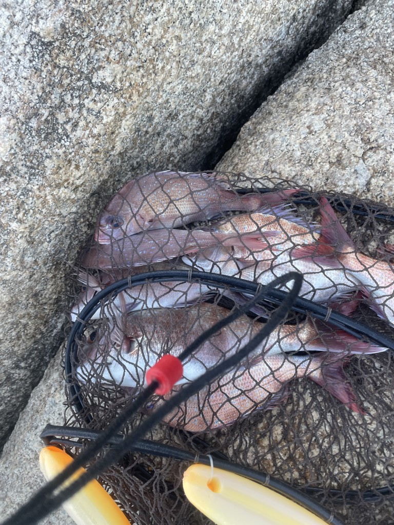 磯釣り迷子