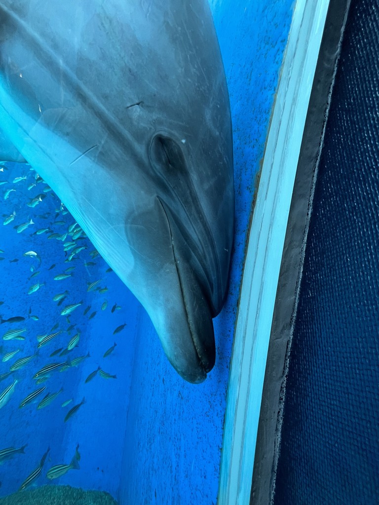 あるらる