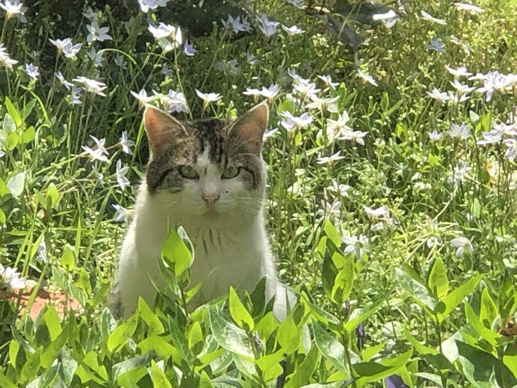 たまやー🐈🎆