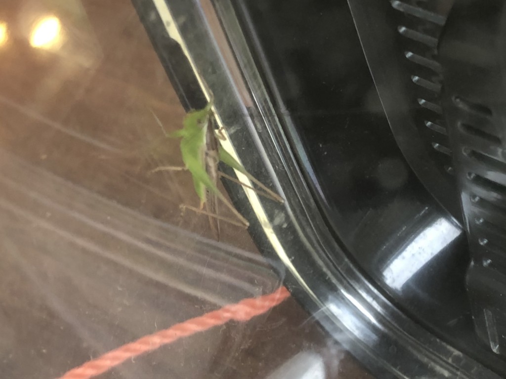 うにまる