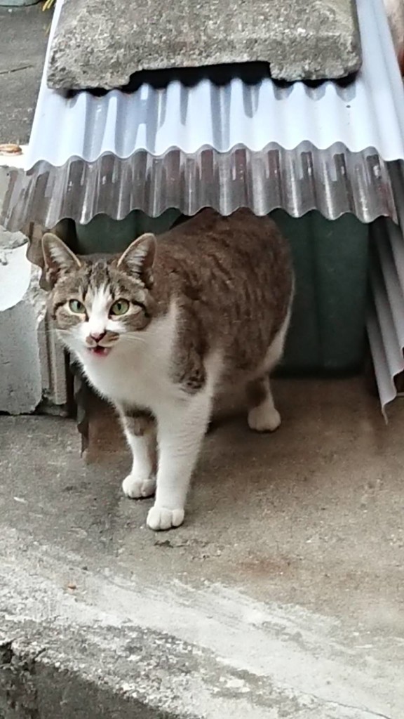 猫ママ