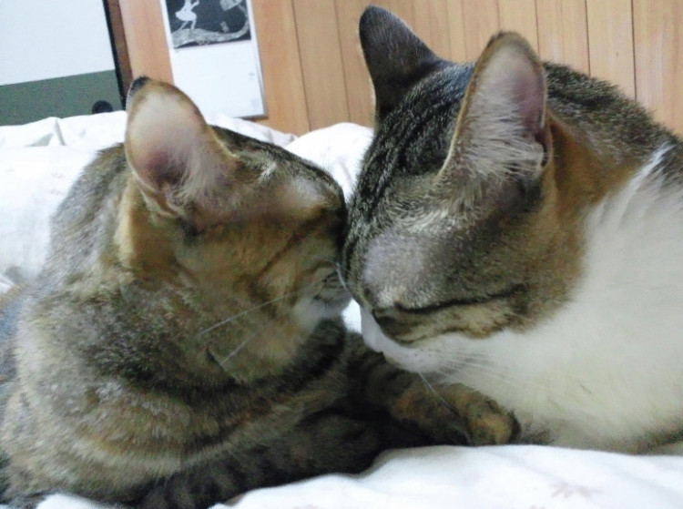 ねんねこ