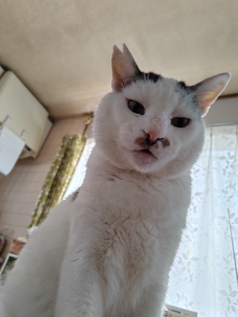 きゅうちゃん