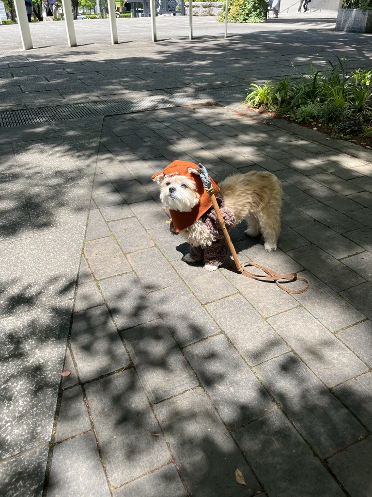 グレーおかめ