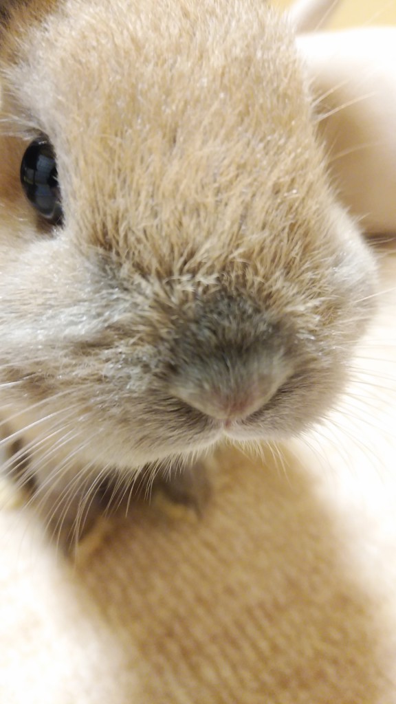 リサコ
