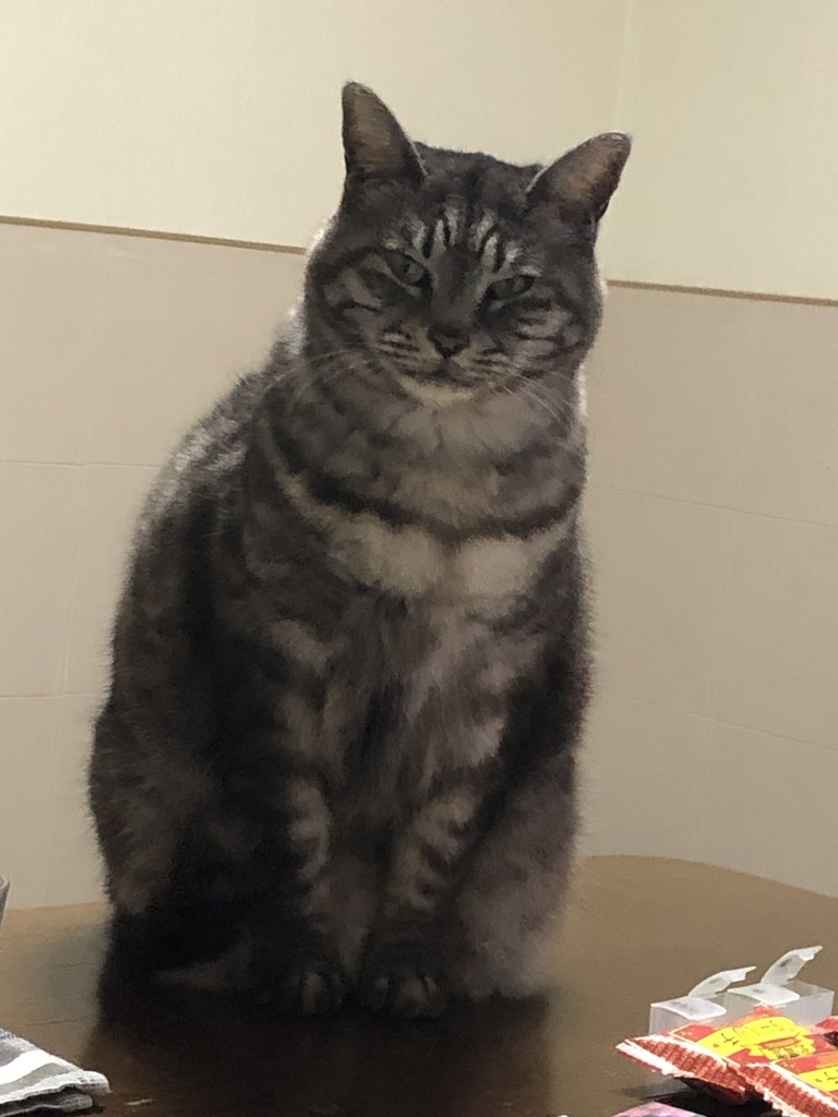 カリブー