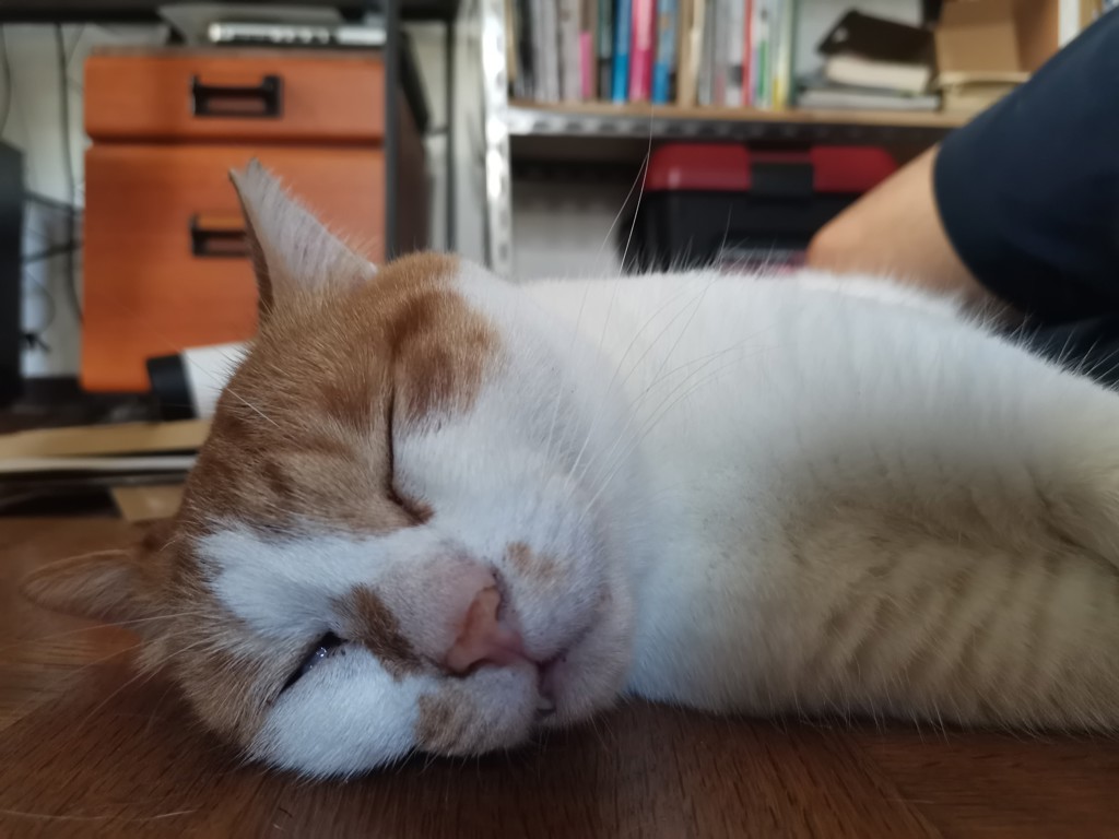 ニャンパラ