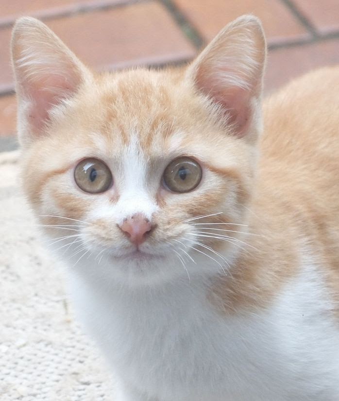 グリーンライフ(GREEN LIFE) オリジナル収納庫 HS－162－KN