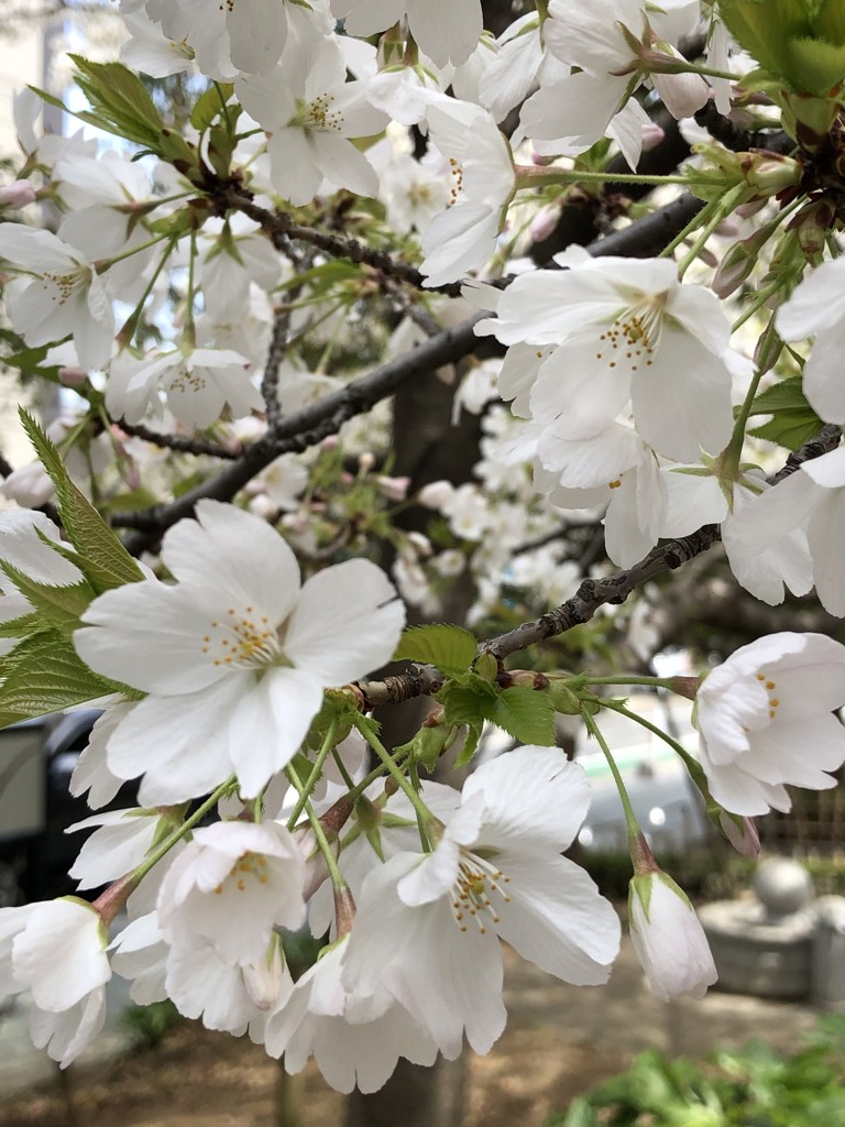 生地 ウールソフトジョーゼット（32-1266） 1.アイボリー オカダヤ