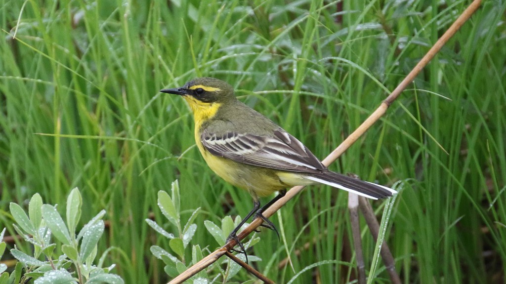 孤高の探鳥人
