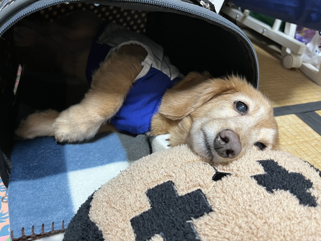 ゆいたそ