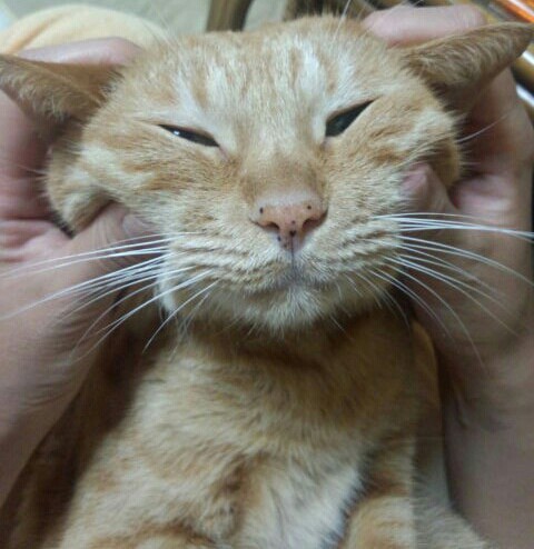 キィ