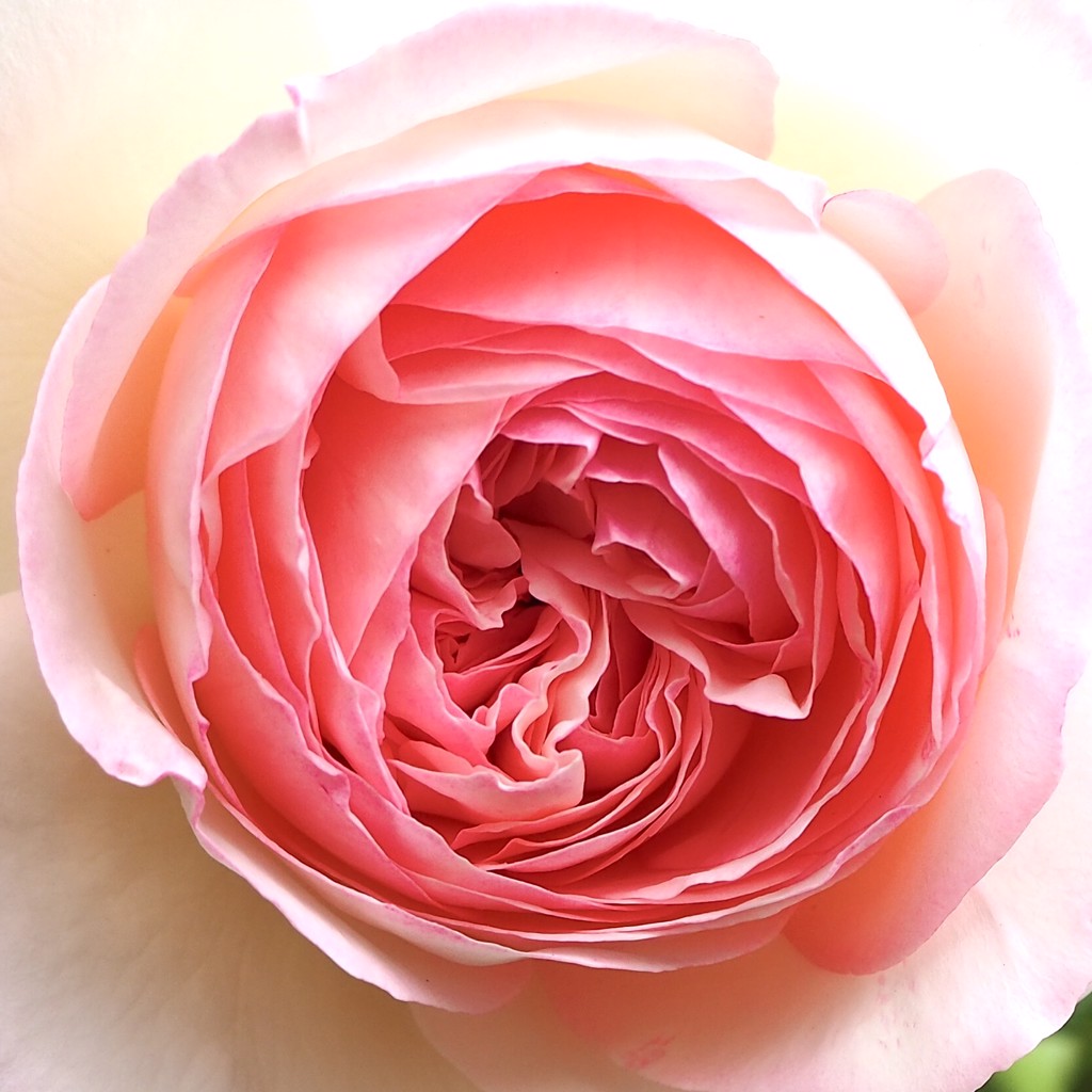 花が好き