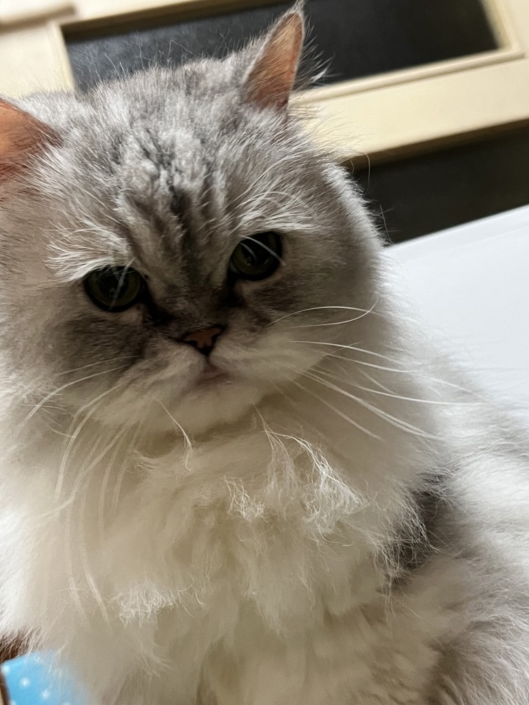 たまちゃん