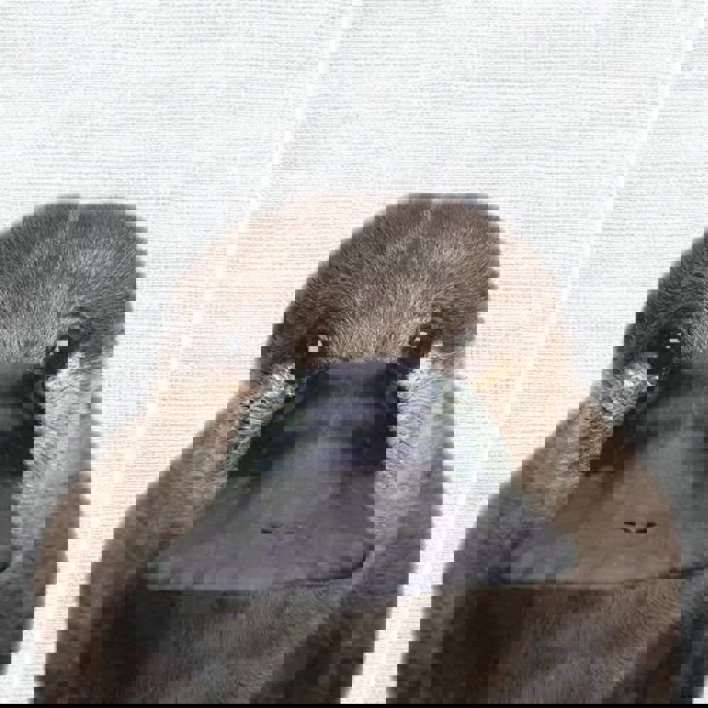 ミズキ