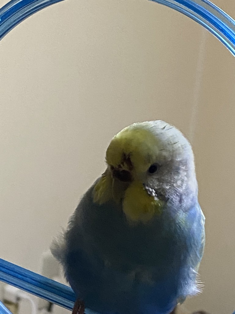 ちょびまめ