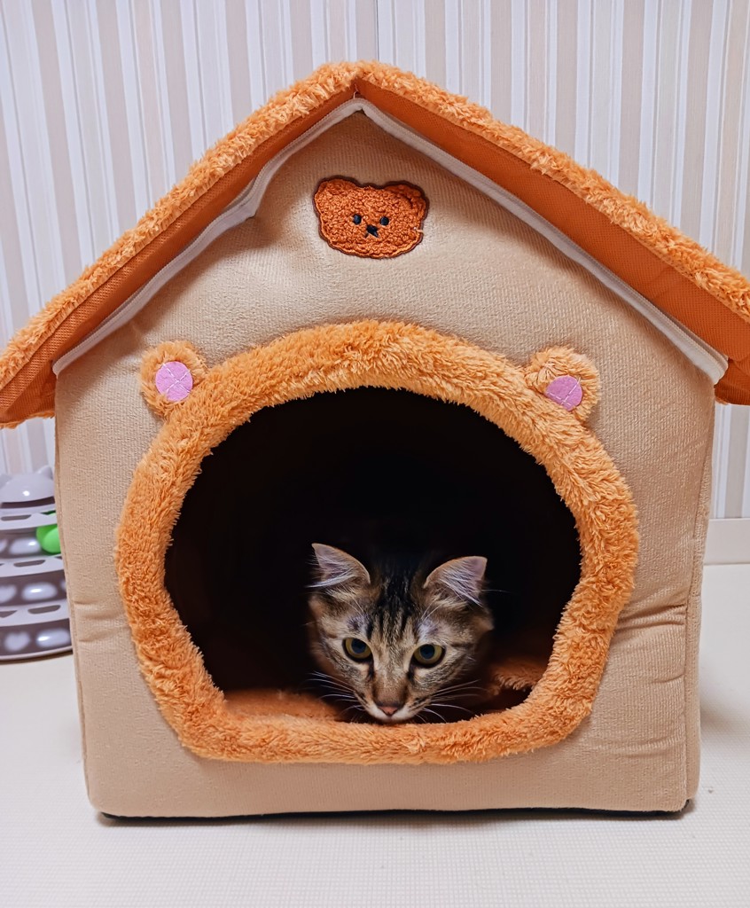 ポンちゃんのママ