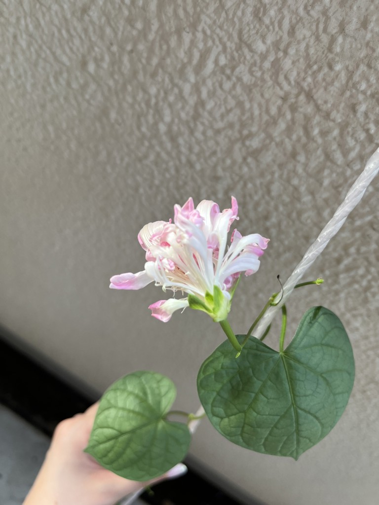 　りょう