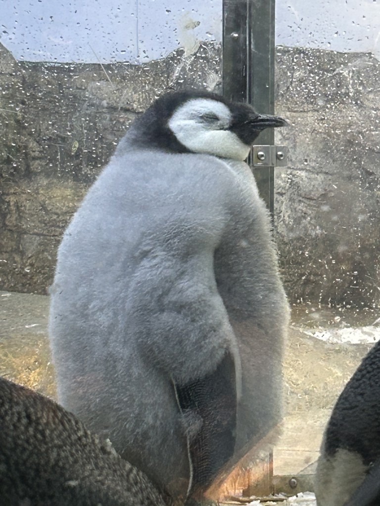 ユーザーアイコン