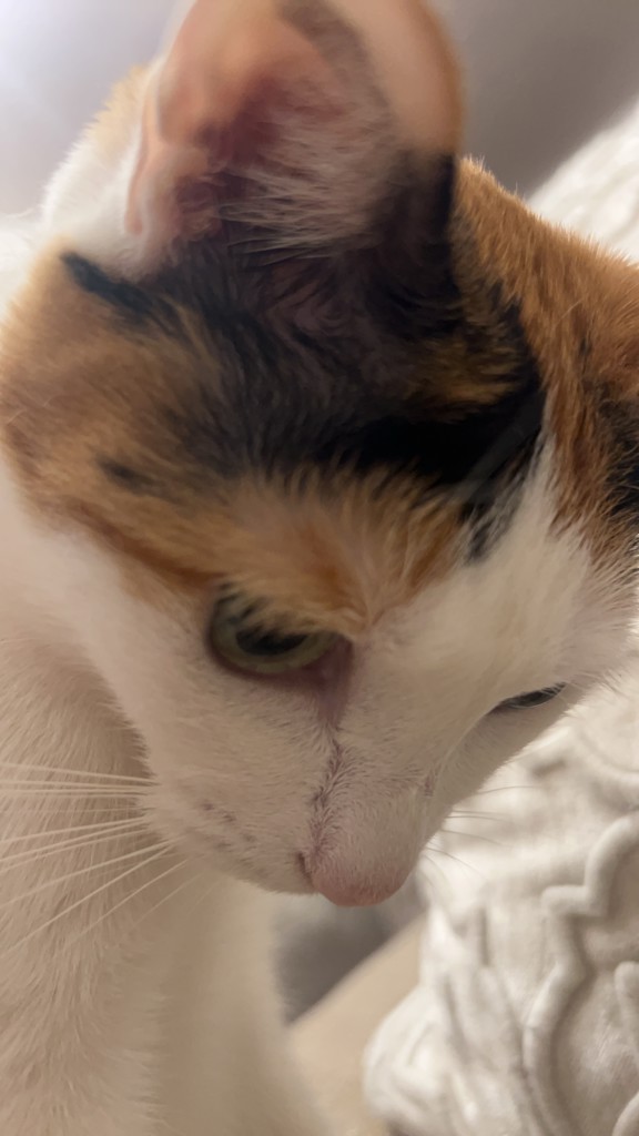 もんどころ
