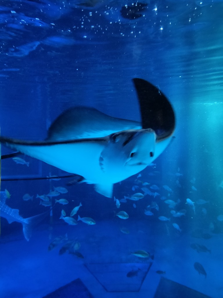 ユウ