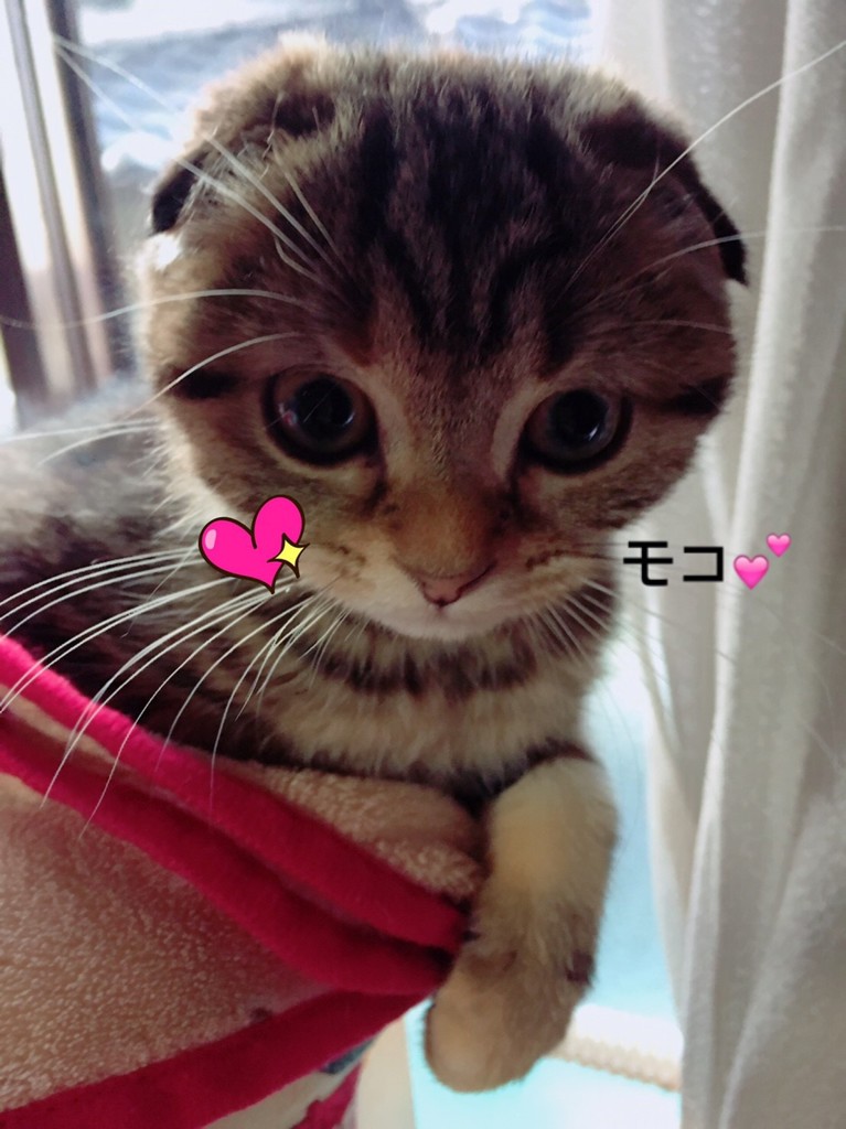 モコ♡ 