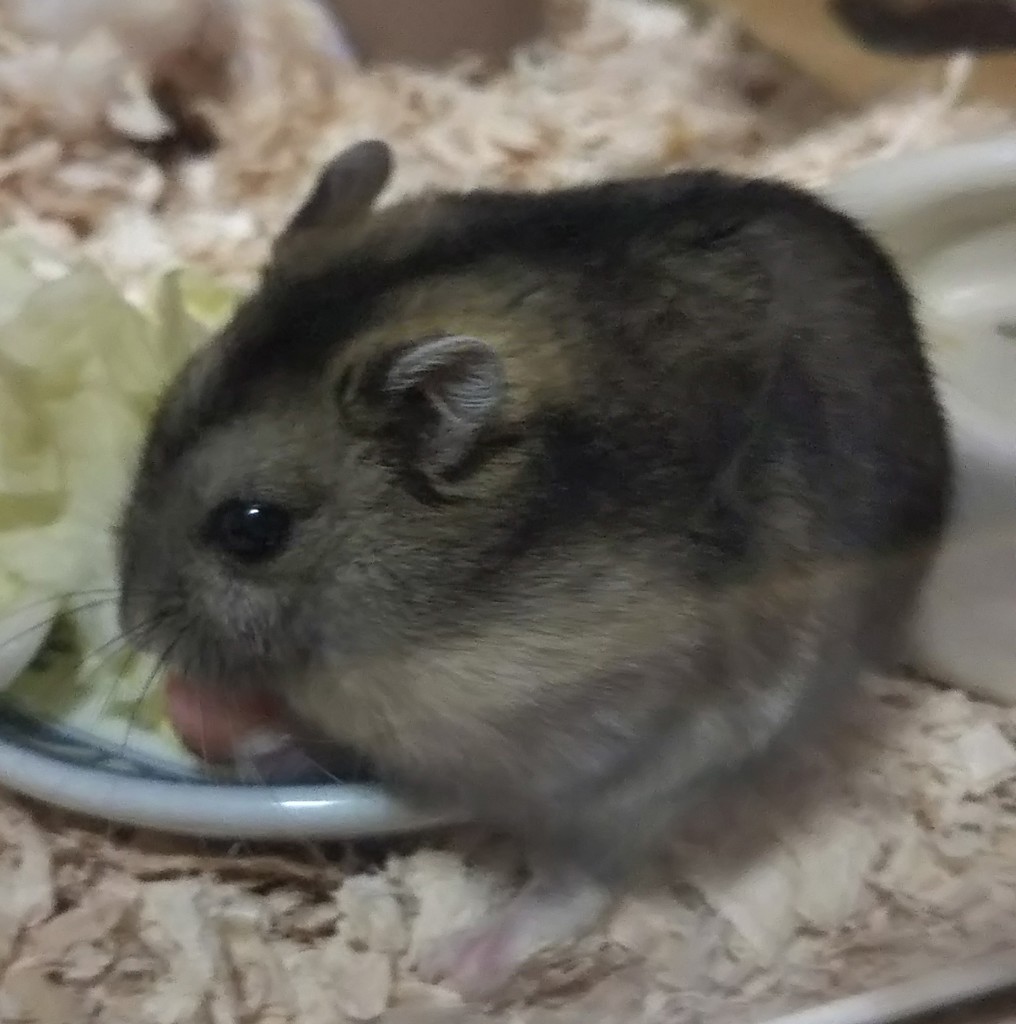 kimiham