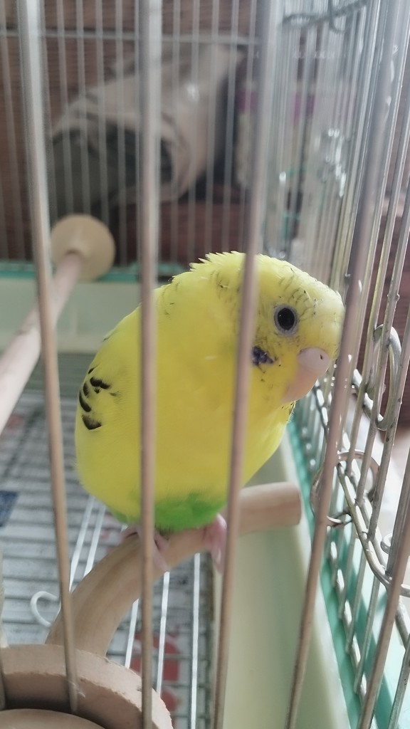 ユーザーアイコン